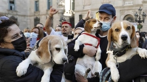 Diario HOY | Suiza podría ser el primer país en prohibir experimentos médicos con animales y humanos