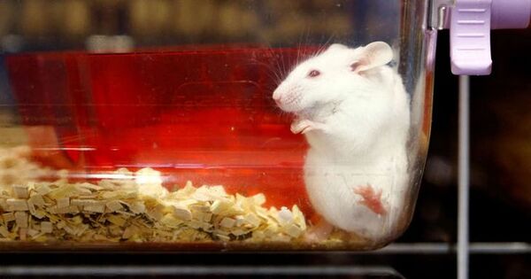 Suiza, a un paso de prohibir experimentos con animales