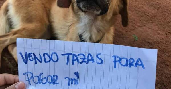 La Nación / Greta, la perrita que vende tazas para costear su quimioterapia