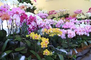 Feria de orquídeas en San Lorenzo hasta el 14 de febrero » San Lorenzo PY