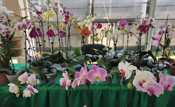 Diario HOY | Invitan a feria de orquídeas por el día de los enamorados
