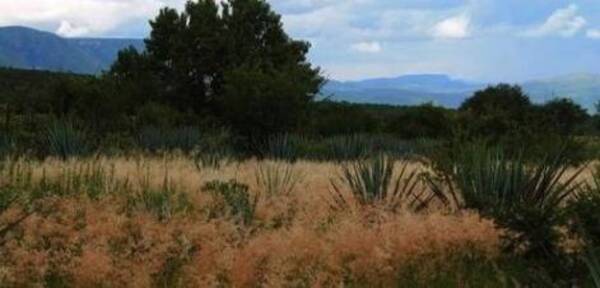 Crónica / En enfrentamiento con supuestos campesinos muere un guardia y poli resulta herido