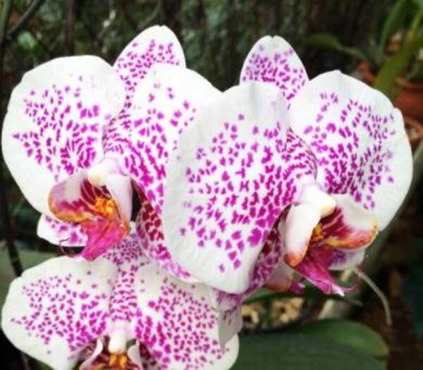 Crónica / Ponete pues bien con tu amor y regalale una orquídea