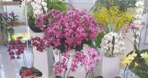 La Nación / Productores de orquídeas invitan a la feria que cuenta con precios promocionales por San Valentín