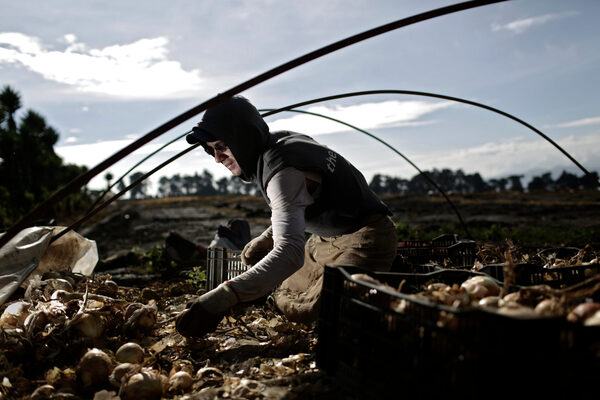 Lanzan un podcast sobre sostenibilidad agrícola en Latinoamérica - MarketData