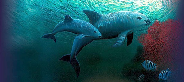 EE.UU. da un toque de alerta a México por la conservación de la vaquita marina - MarketData