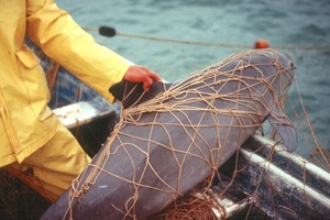 EEUU da un toque de alerta a México por la conservación de la vaquita marina - MarketData