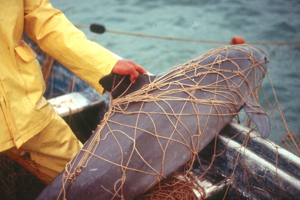 EEUU da un toque de alerta a México por la conservación de la vaquita marina - MarketData