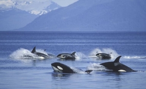 Diario HOY | Policía española desmantela red que simuló ataque de orcas para traficar droga