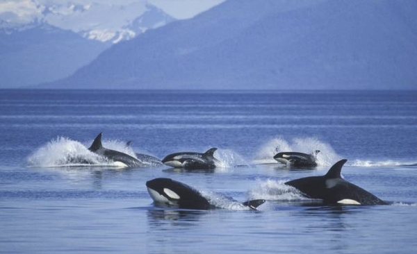 Diario HOY | Policía española desmantela red que simuló ataque de orcas para traficar droga