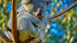 Australia incluye a los koalas en la lista de animales en peligro