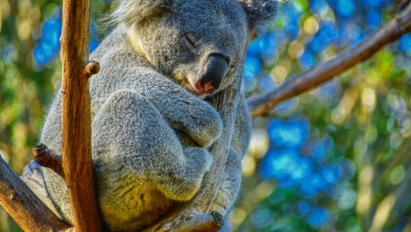 Australia incluye a los koalas en la lista de animales en peligro