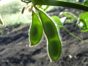 Práctica arraigada de producción propia de semillas, este año juega en contra a los agricultores