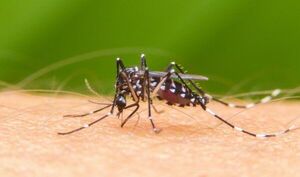 Salud confirma una muerte por dengue y más de 300 enfermos en solo 14 días