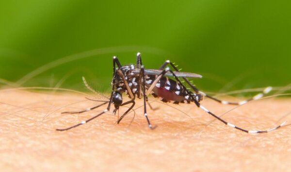 Salud confirma una muerte por dengue y más de 300 enfermos en solo 14 días