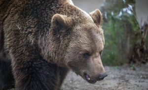 Diario HOY | Dos hermanos murieron tras intentar dispararle a un oso en EEUU