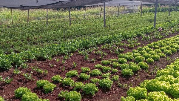 Hortigranjeros de CDE claman por apoyo del Gobierno por la crisis