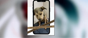 Caso "Princesa": Exhumarán y realizarán autopsia a cadáver de la perrita