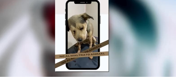 Caso "Princesa": Exhumarán y realizarán autopsia a cadáver de la perrita