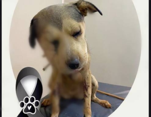 Diario HOY | Exhumarán a Princesa, la cachorra que murió tras brutal golpiza