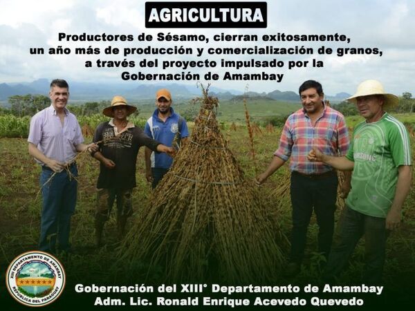 Con una carga inicial de 20 toneladas, arrancó el trabajo de acopio de sésamo