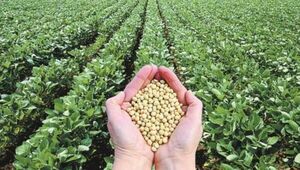 Prevén menor producción de soja en la región; Paraguay es el más afectado