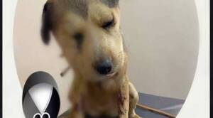 Crónica / Crueldad animal: Exhumarán cadáver de la cachorra "Princesa"