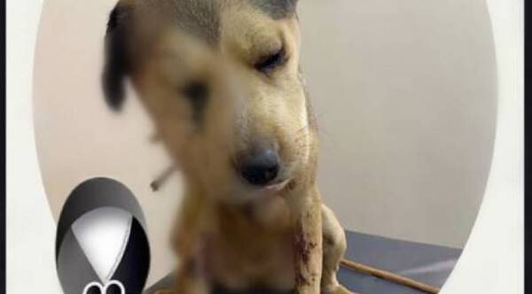 Crónica / Crueldad animal: Exhumarán cadáver de la cachorra "Princesa"