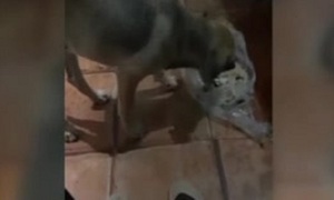 Acusado de matar mascota dice ser inocente - SNT