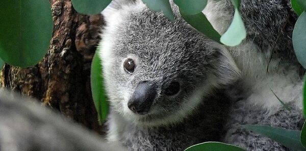 Australia advirtió que los koalas están en peligro de extinción