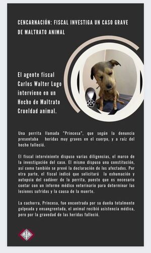 Fiscalía investiga dos casos de maltrato animal - ADN Digital