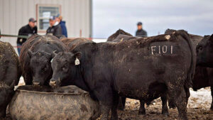 Stock bovino de Estados Unidos bajó 2% en 2021