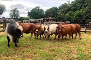 Realizan el primer envío de bovinos de la raza Boran a Argentina