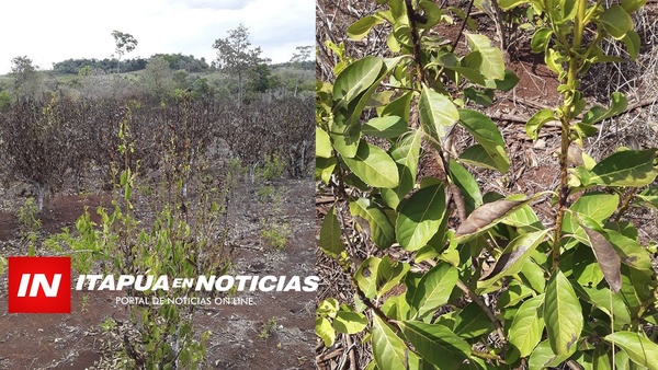 MAL DE TELA ESTÁ DESTRUYENDO LOS YERBALES DEL NORDESTE - Itapúa Noticias
