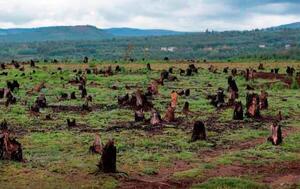 Imputan por primera vez en Colombia a una persona por deforestación - El Independiente