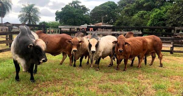 La Nación / Exportan por primera vez ejemplares de raza boran a Argentina