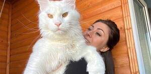 Crónica / "Supergato" con 12,5 kilos, la gente cree que es un firulais