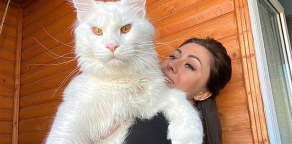 Crónica / "Supergato" con 12,5 kilos, la gente cree que es un firulais