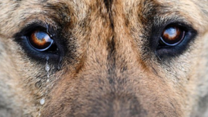 ¿Qué hace realmente Defensa Animal? - El Independiente