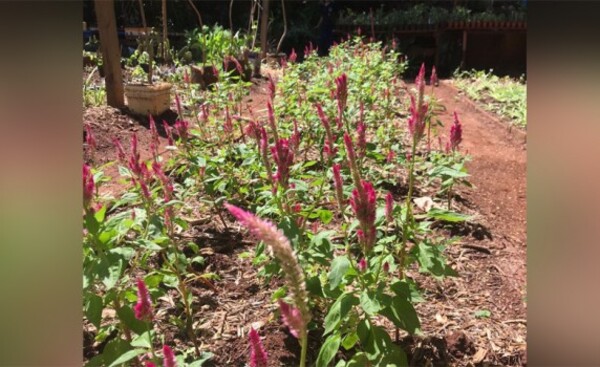 Revitalizan vivero municipal de Ciudad del Este