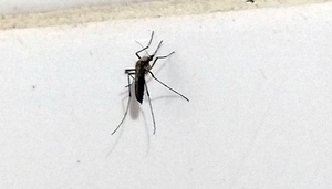 Reportan invasión de mosquitos en Concepción