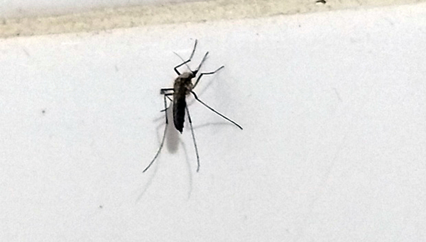 Reportan invasión de mosquitos en Concepción