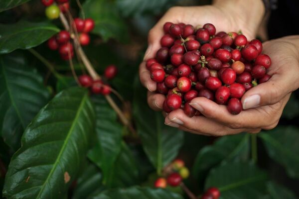 El cultivo de café podría disminuir drásticamente para el 2050 - MarketData