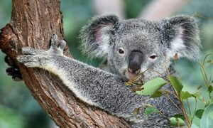 Australia incluye a los koalas entre sus especies en peligro de extinción