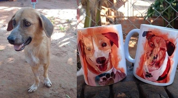 Diario HOY | Conozca la historia de Greta: la perrita que vende tazas para pagar su quimio