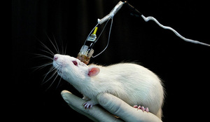 Suiza decide en referéndum mantener la experimentación médica con animales - El Independiente