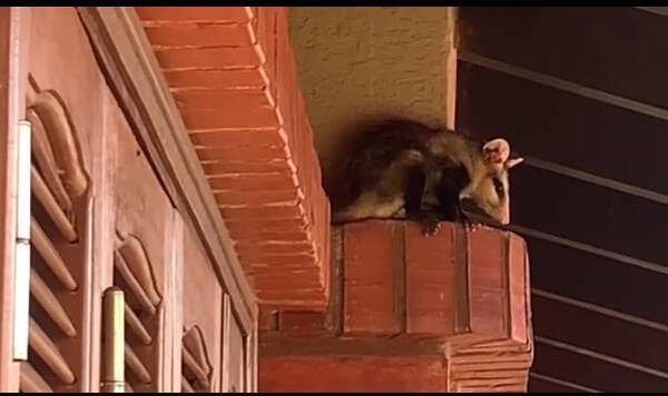 Crónica / (VIDEO). Sanie, asustada por la visita de un mykure en su casa