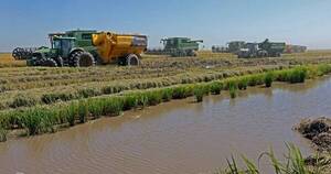 La Nación / Producción de arroz registró merma del 25% a raíz de la sequía