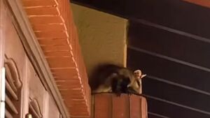 Sanie encontró un mykurê y lo cuidó: "No le hace daño a nadie"