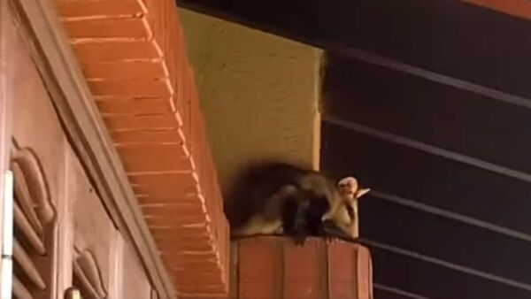 Sanie encontró un mykurê y lo cuidó: "No le hace daño a nadie"